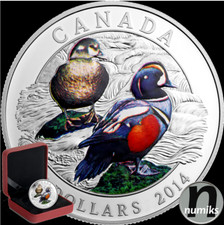 KRAGENENTE Harlequin Duck -