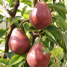 Rote williams christ birne - rote,