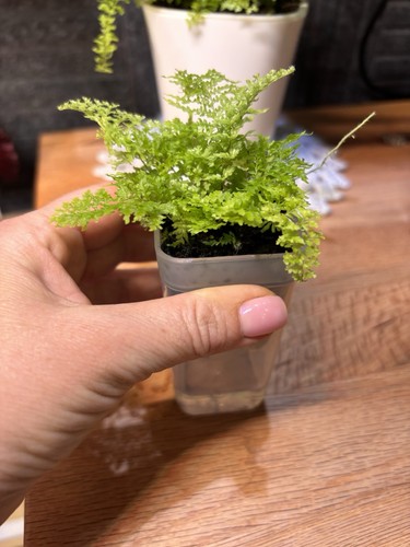 Nephrolepis cotton candy - nephrolepis,