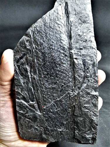 Lepidostrobus fossile - -,
