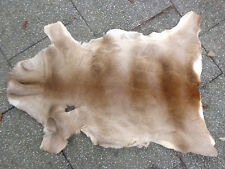 Großes Flauschiges Dichtes Rehfell !  Top !