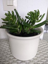 Geldbaum Pfennigbaum Crassula