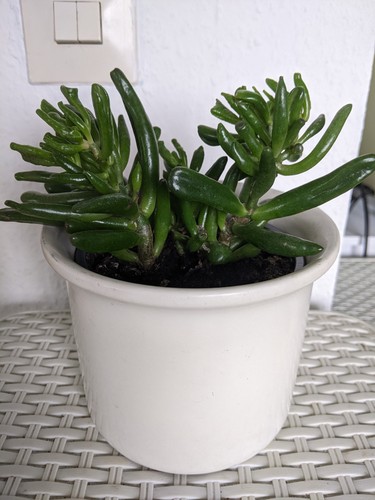 Geldbaum pfennigbaum crassula - geldbaum,