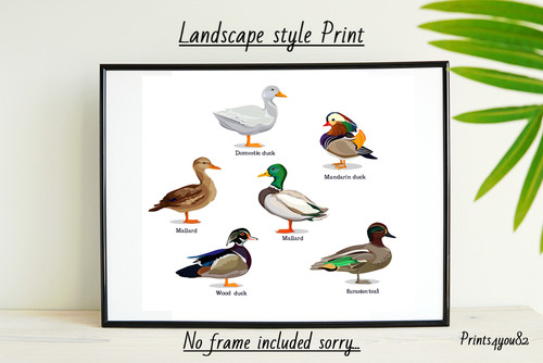 Ente set lustig druck - ente,