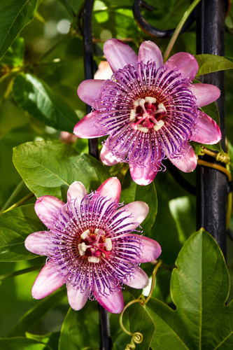 8000199 passiflora ambigua - 8000199,