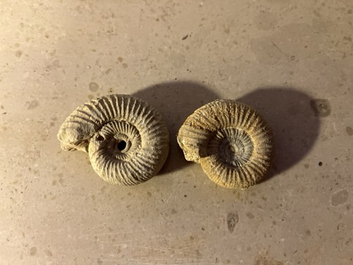 Fossiler ammonit - 2x,