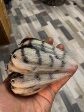 Hechtstreamer Fliegenrolle