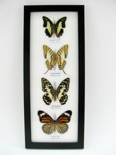 4 echte präparierte