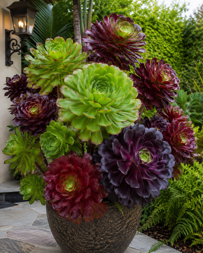8000787 aeonium mix - aeonium,