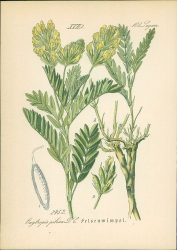 Chromolithographie - ,