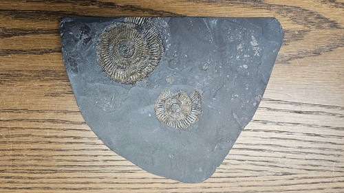 Versteinerung 21x16