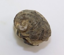 Schnecke, Pileopsis prisca