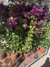 Bougainvillea Säule Pflanze 140-180cm im Topf Mediterrane Pflanzen