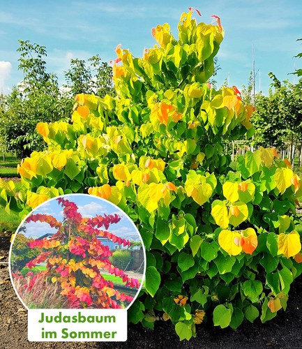 Baldur garten cercis - garten,