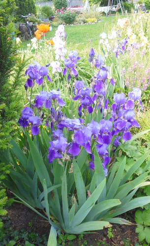 Iris mischung blau - blau/weiß,
