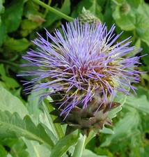 Zierartischocke flavescens -