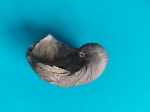 Versteinerung muschel - versteinerung,,