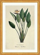 Papageien - Vogelblume