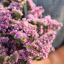 Strandflieder FOREVER HAPPY 30 Samen LIMONIUM SINUATUM Schnittblume TROCKENBLUME