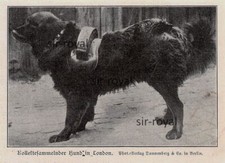 Kollekte-Sammelnder Hund in London - England - 1906 ~10x7cm -