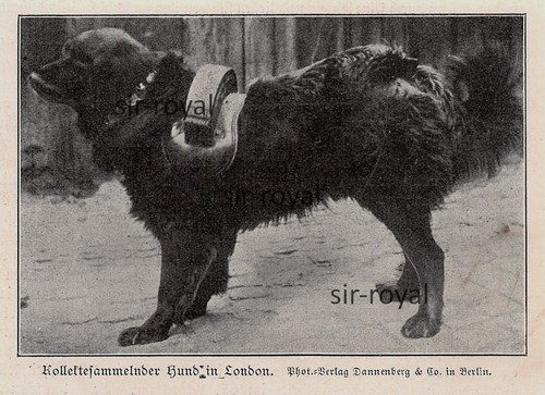Kollekte sammelnder hund - hund, in