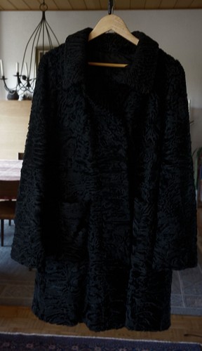 Eleganter persianer - eleganter,