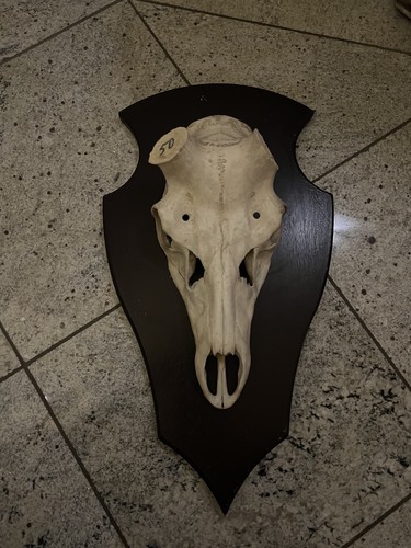 Deko hirsch schädel mit - schädel,