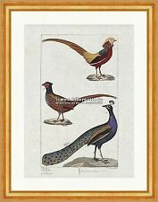 Pfau Fasan Goldfasan