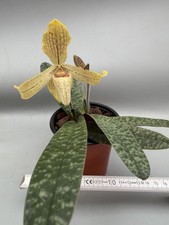 Paphiopedilum josianae -