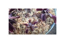 3x Dionaea muscipula Pink