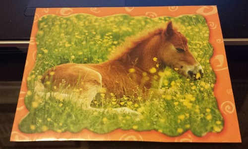 Pferdepostkarte pferde - pferdepostkarte,,