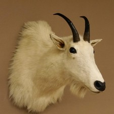 Schneeziege Ziege Ziegen Kopf