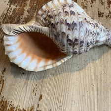 Tritonschnecke seashell