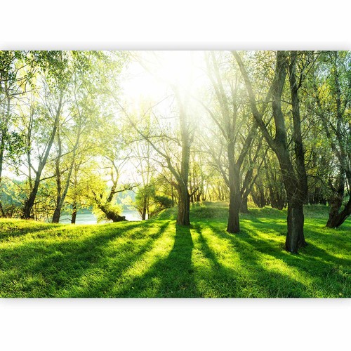 Wald landschaft vlies - landschaft,