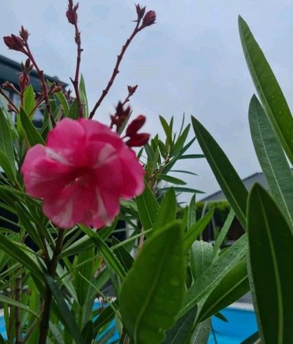 Oleander cavalaire nerium - nerium,