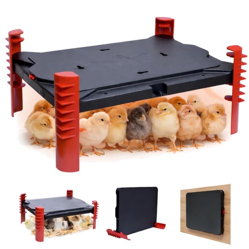 Wärmeplatte küken heizplatte - küken,