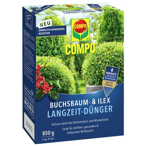 Compo buchsbaum und ilex - buchsbaum-,