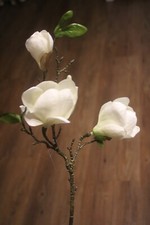 Kleiner magnolienzweig mit - magnolienzweig,
