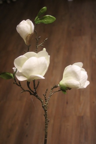 Kleiner magnolienzweig mit - mit, 2