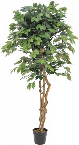 Europalms ficus benjamini - europalms, ficus-benjamini