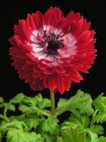 Halbgefüllte anemone - halbgefüllte,