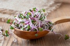 Radieschen Keimsprossen Samen Bio Keimsaat Microgreens Vegan Rohkost Keimglas