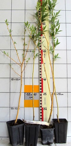 Salix viminalis korbweide - salix, viminalis,