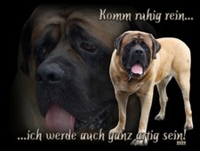ENGLISH MASTIFF Englischer