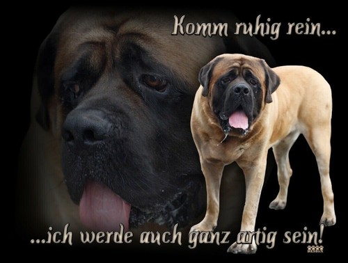 English mastiff englischer - english,