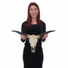 Deko Schädel 75cm HWC-A14