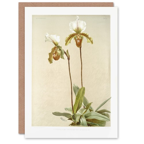 Sander cypripedium leeanum - cypripedium,