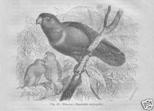 LORI Erzlori Domicella Papageien STICH von 1884