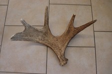 Elch Abwurfstange Geweihstange