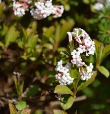 Zwerg Duftschneeball Nanum